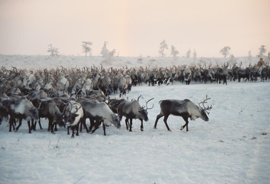 A reindeer herd on the Kolyma Tundra.